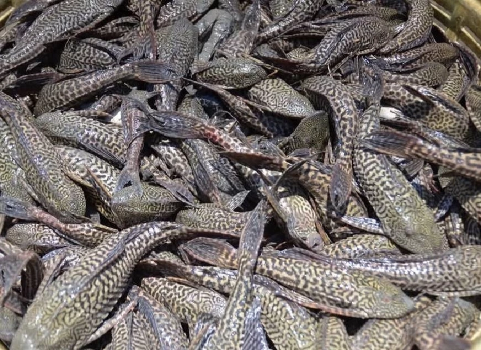 จากปลาสวยงามสู่ผู้รุกราน หยุดวงจรด้วยหลักวิทยาศาสตร์-ความโปร่งใส