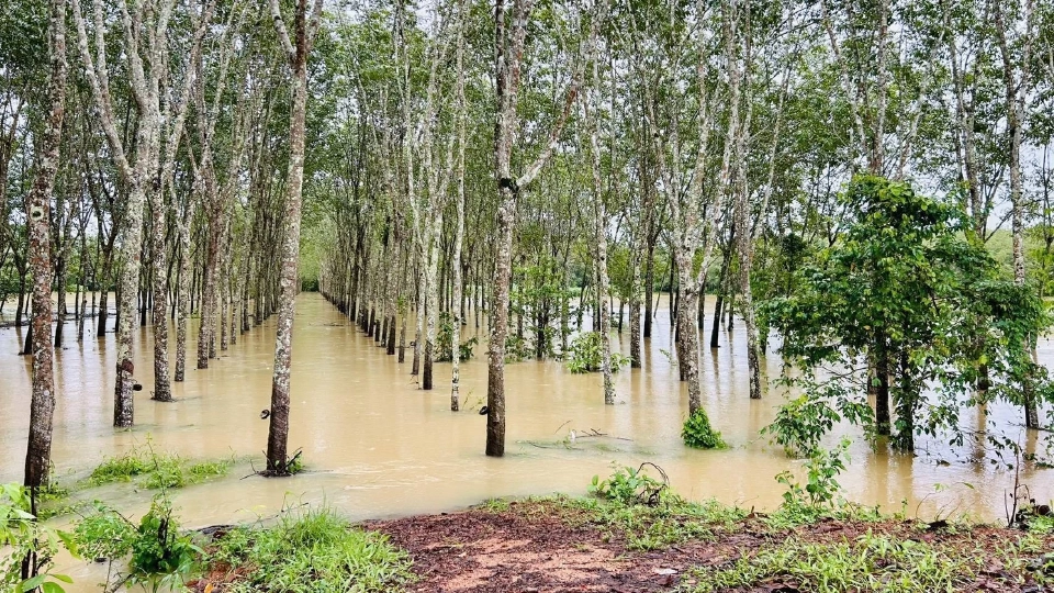 อ่วม น้ำท่วมหาดใหญ่ ไฟฟ้า-ระบบสื่อสารขัดข้อง งดประกาศซื้อ-ขายยาง ชั่วคราว