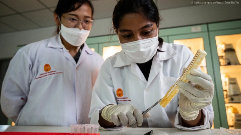 เตือนทาสหมา-แมว 'ขนมฉลามอบแห้ง' มีสารหนูเกินมาตรฐาน เสี่ยงสุขภาพสัตว์เลี้ยง