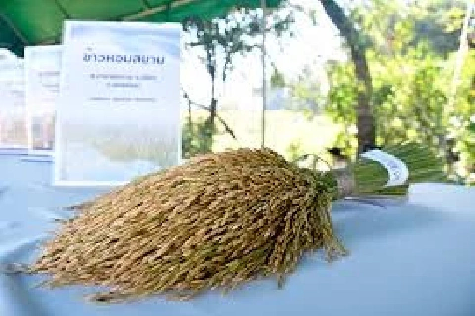 ธ.ก.ส.จ่อระบายข้าว 6.5 หมื่นตัน จับตา ‘หอมสยาม’ ข้าวพันธุ์ใหม่