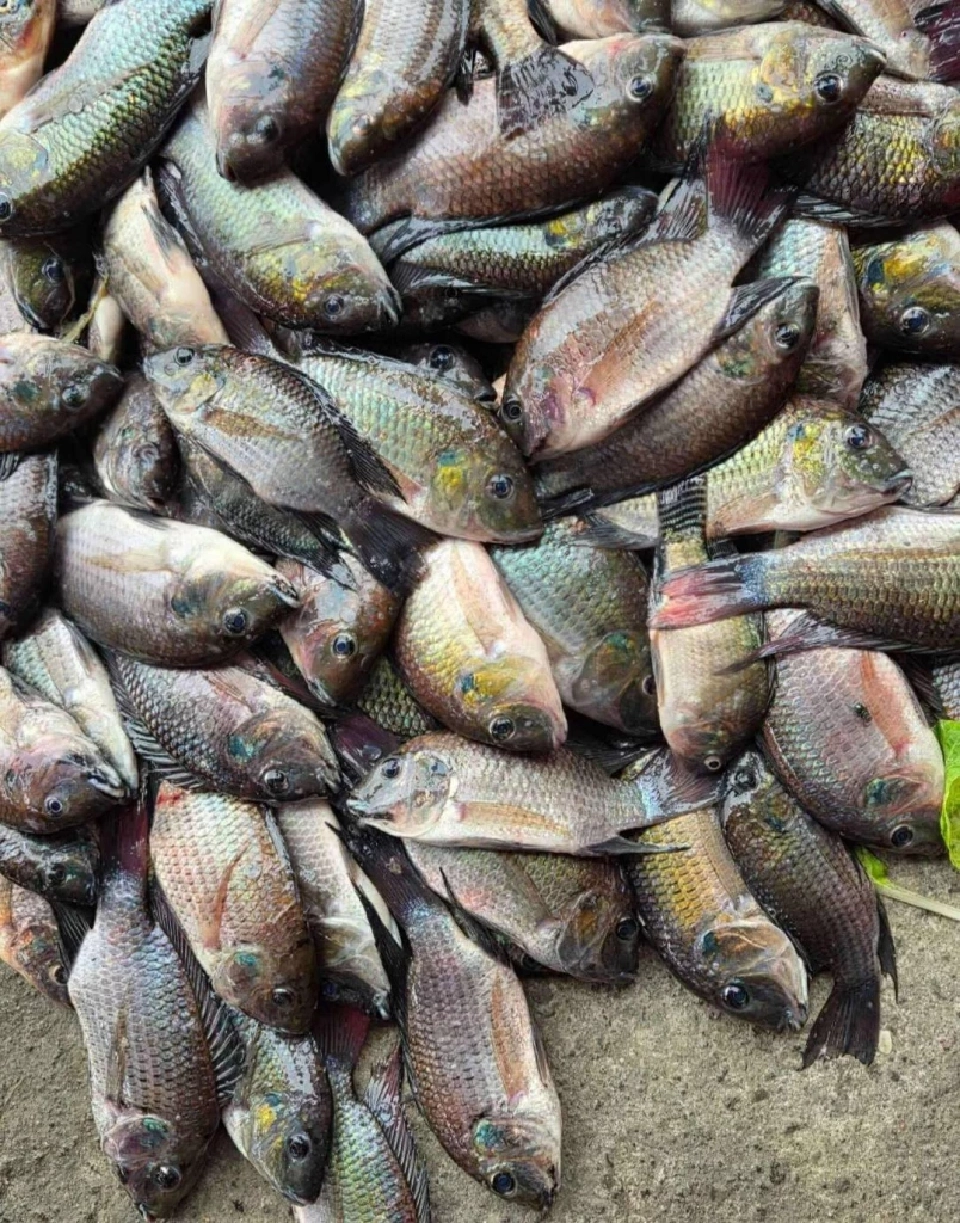 ปริศนา "ปลาหมอคางดำ" 11 บริษัทส่งออก 4 ปี ไม่ถูกตรวจสอบ เสี่ยงลักลอบค้า