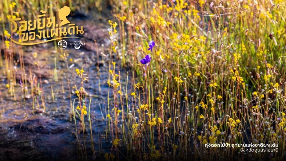 ททท.จุดพลุเที่ยวไทย ดันแคมเปญ ‘รอยยิ้มของแผ่นดิน’ น้อมรำลึกสมเด็จพระพันปีหลวง