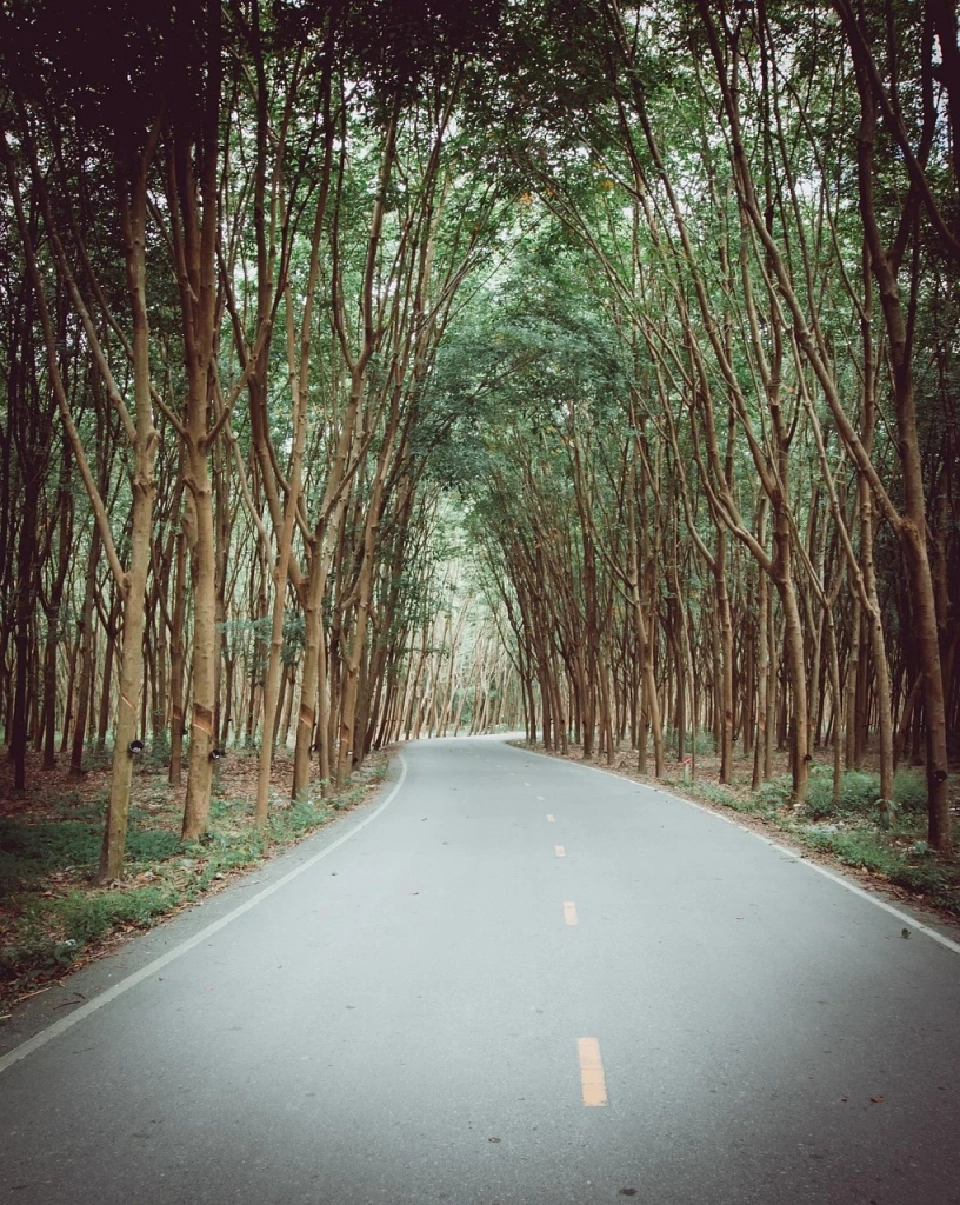 ยางพาราไทยอ่วม จีนเทขายสินค้าราคาถูก ดับฝันกิโลละ 70 บาท