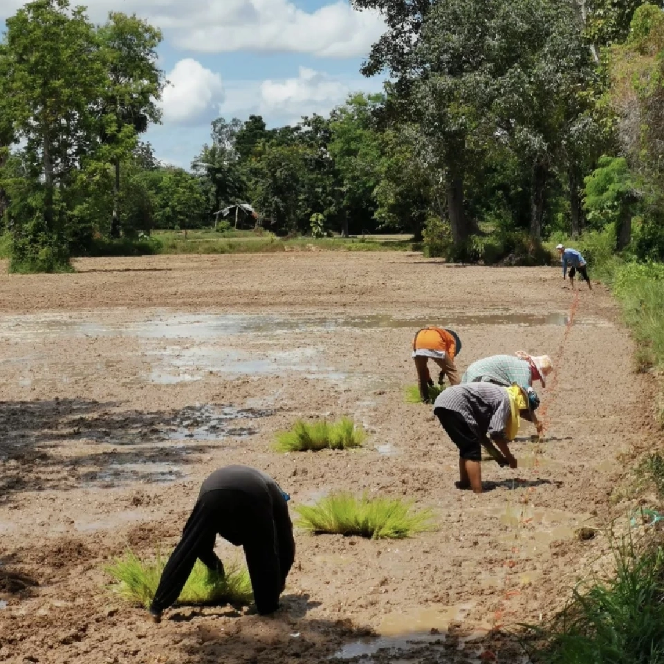 เกษตรกรรม 4.0 ไทยเริ่มแล้ว ! กรมทรัพย์สินทางปัญญา- WIPO หนุน SMEs ขยายตลาดโลก