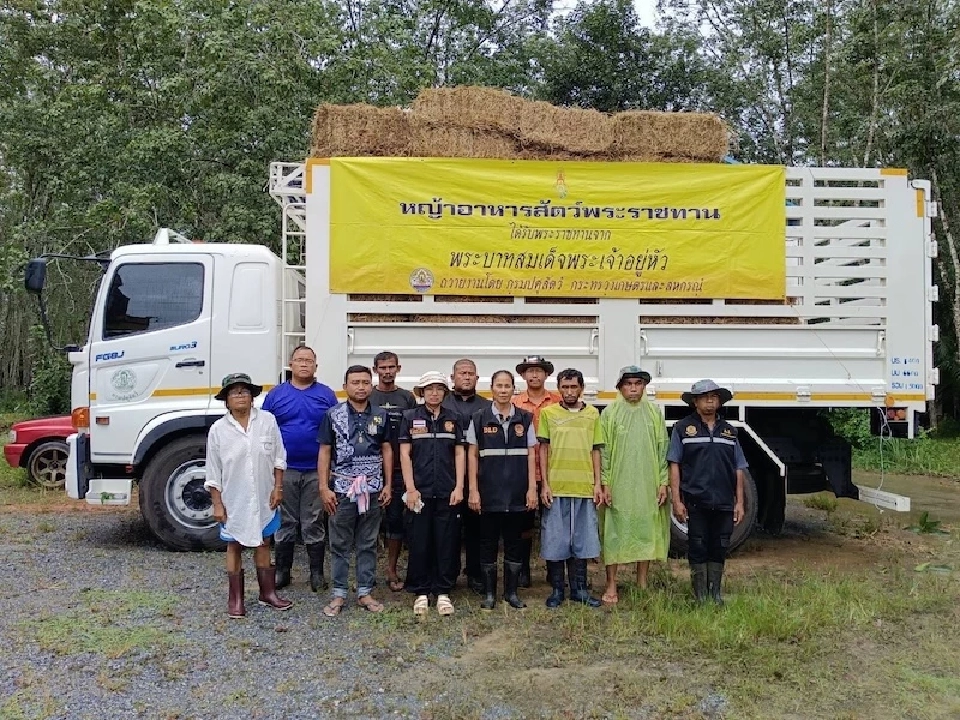 กรมปศุสัตว์ สำรองอาหารสัตว์กว่า 2.4 ล้านกิโลกรัม ช่วยเกษตรกรภาคใต้