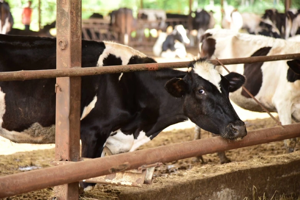 'อามินทร์’ โต้ดราม่า! ยืนยันนมไทยมาจากนมวัวแท้ทุกฟาร์ม