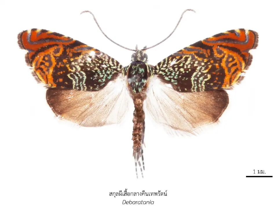 เปิด 43 สิ่งมีชีวิตใหม่ของโลก ปรากฏการณ์ใหม่ทางวิทยาศาสตร์ไทย