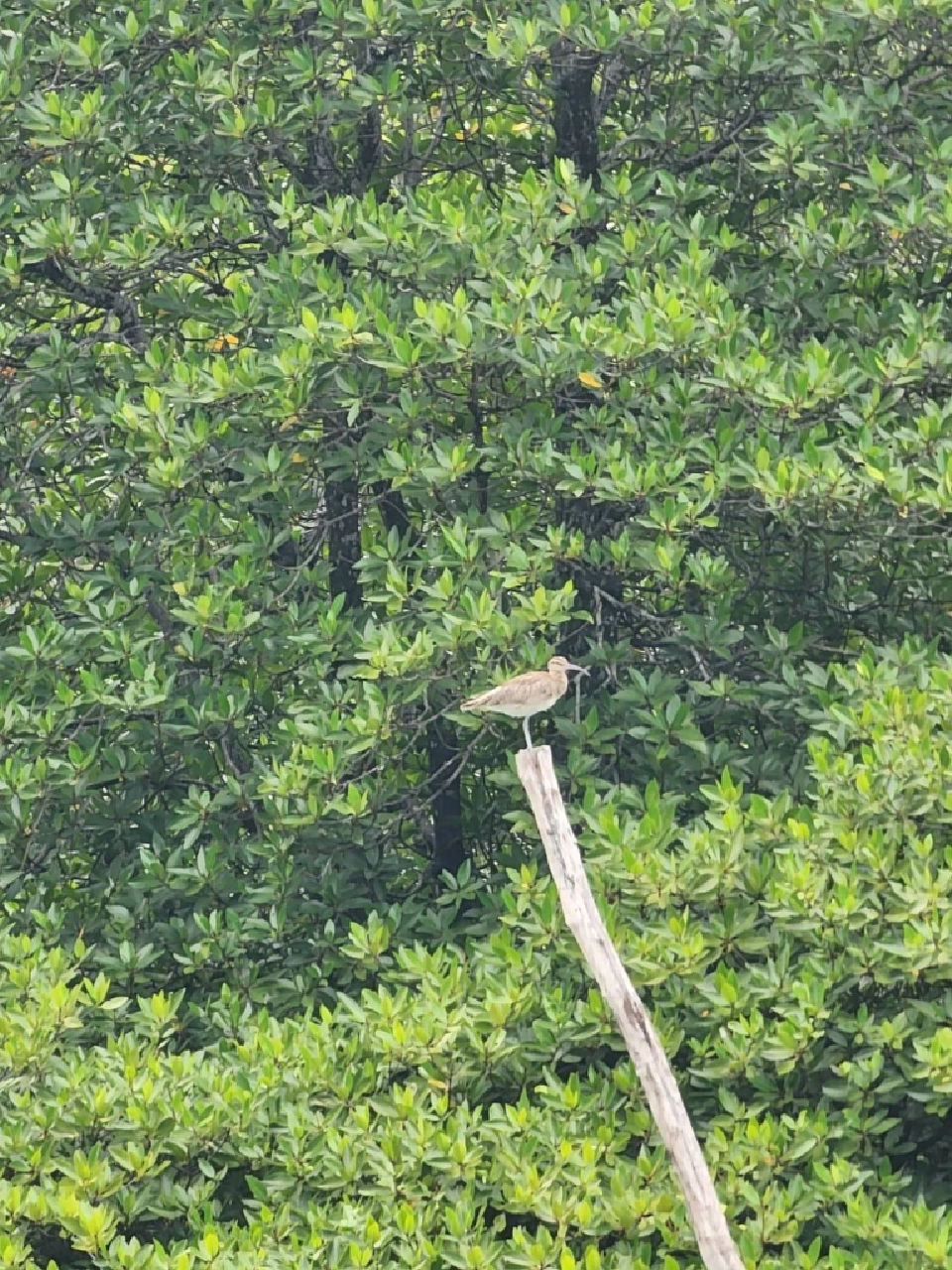 ติดเกาะสุดชิลล์ SAii Phi Phi Island Village ธรรมชาติ ‘เกาะพีพี’ฮีลใจ