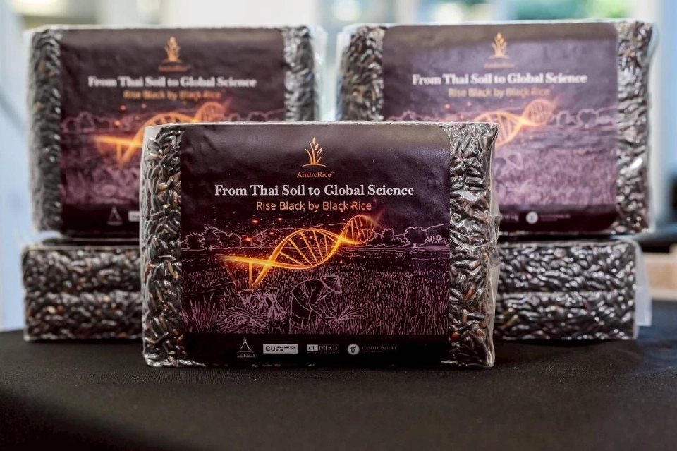 ‘จุฬาฯ – มหิดล’ ร่วมลงนาม ยกระดับสารสกัดข้าวไรซ์เบอร์รี่สู่ตลาด