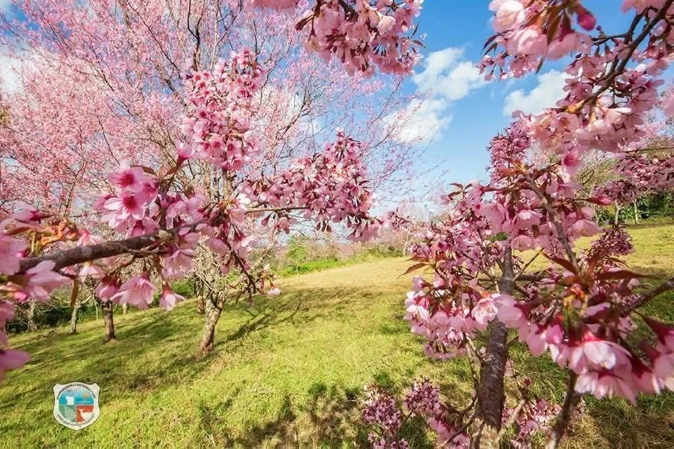 ดอกนางพญาเสือโคร่ง