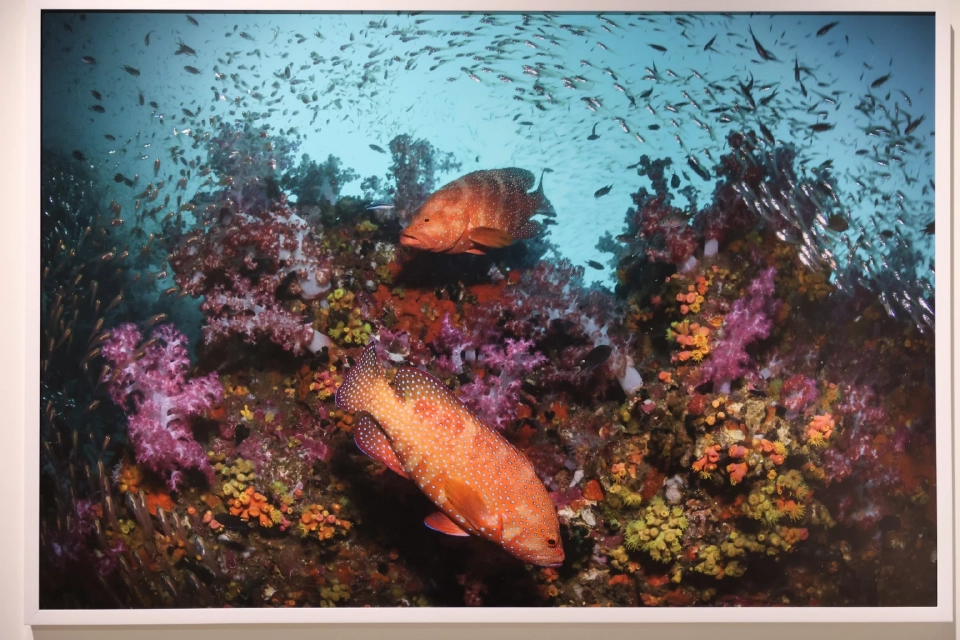 สยามพารากอนชู Soft Power เปิดพื้นที่นิทรรศการทะเลโลก TIDE OF TOMORROW