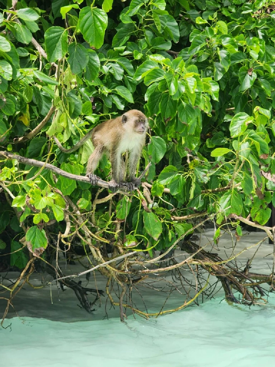 ติดเกาะสุดชิลล์ SAii Phi Phi Island Village ธรรมชาติ ‘เกาะพีพี’ฮีลใจ