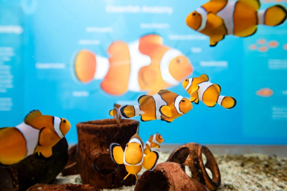 ติดเกาะสุดชิลล์ SAii Phi Phi Island Village ธรรมชาติ ‘เกาะพีพี’ฮีลใจ