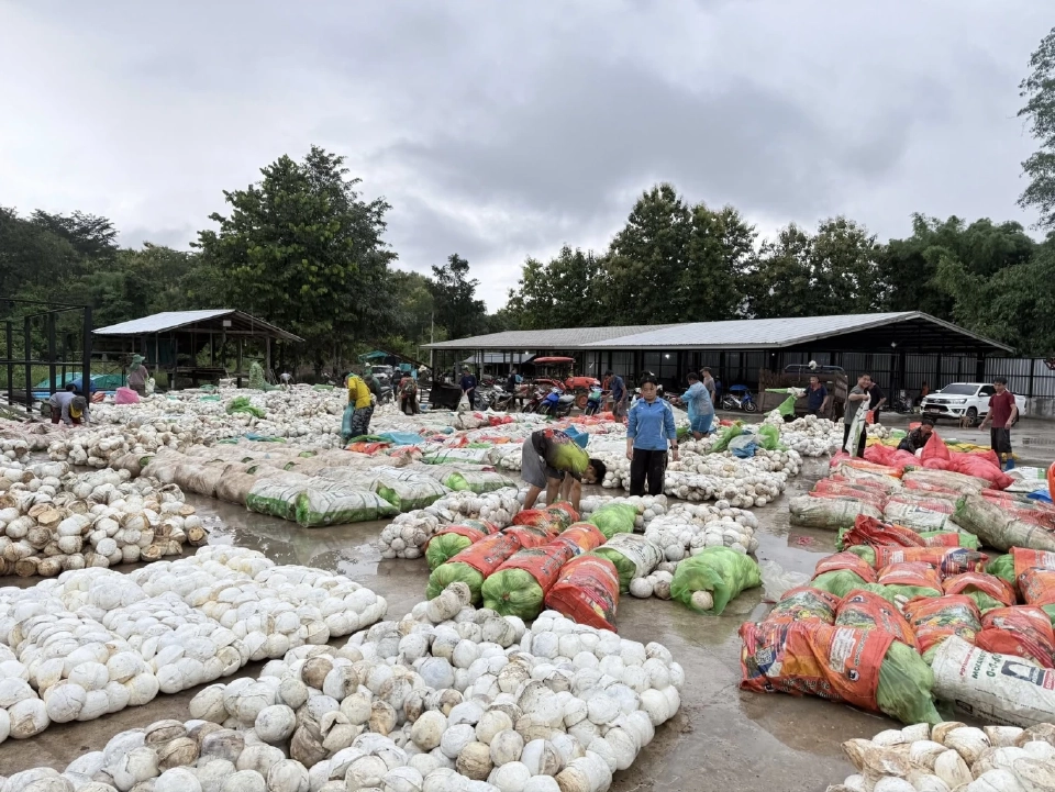 โลกช็อก! บอร์ดกยท.ทุ่มงบ  2,280 ล้าน ดูดซับยางล้นออกจากตลาด 2.5 แสนตัน