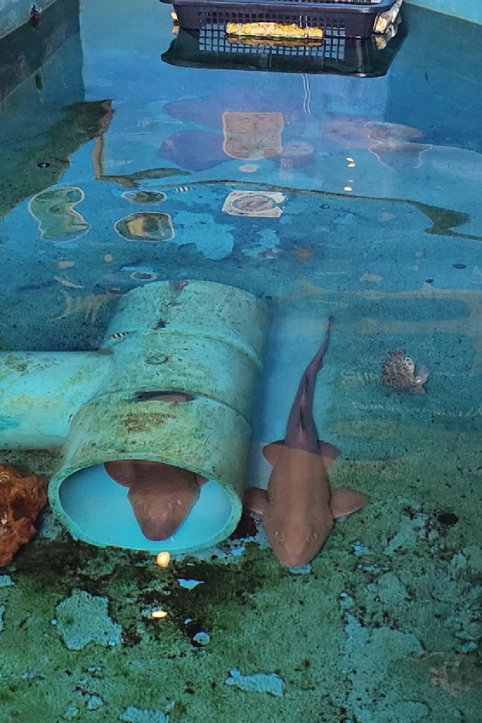 ติดเกาะสุดชิลล์ SAii Phi Phi Island Village ธรรมชาติ ‘เกาะพีพี’ฮีลใจ