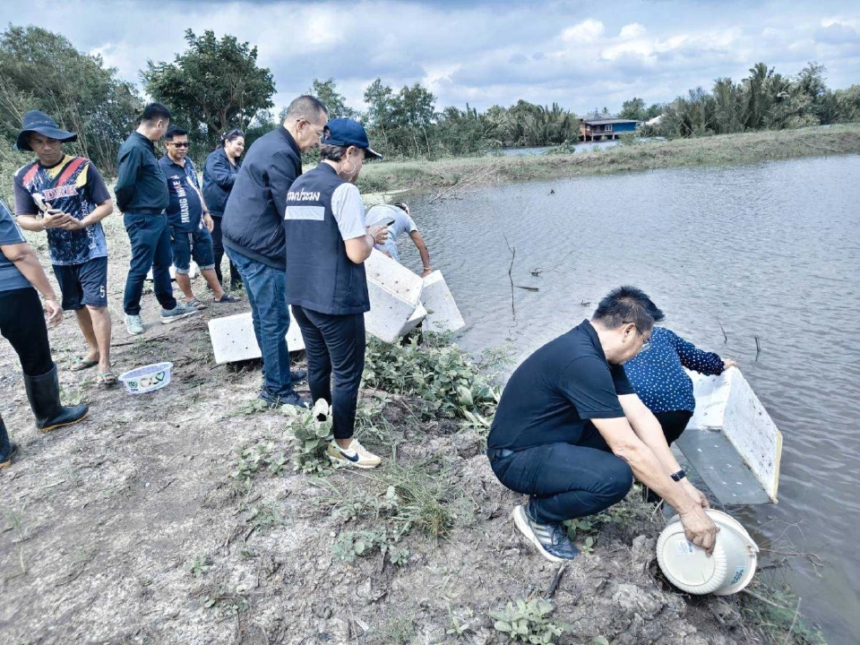 ปูขาวอินทรีย์เมืองคอน กลยุทธ์ "ลดต้นทุน-สร้างรายได้" ด้วยปลาหมอคางดำ
