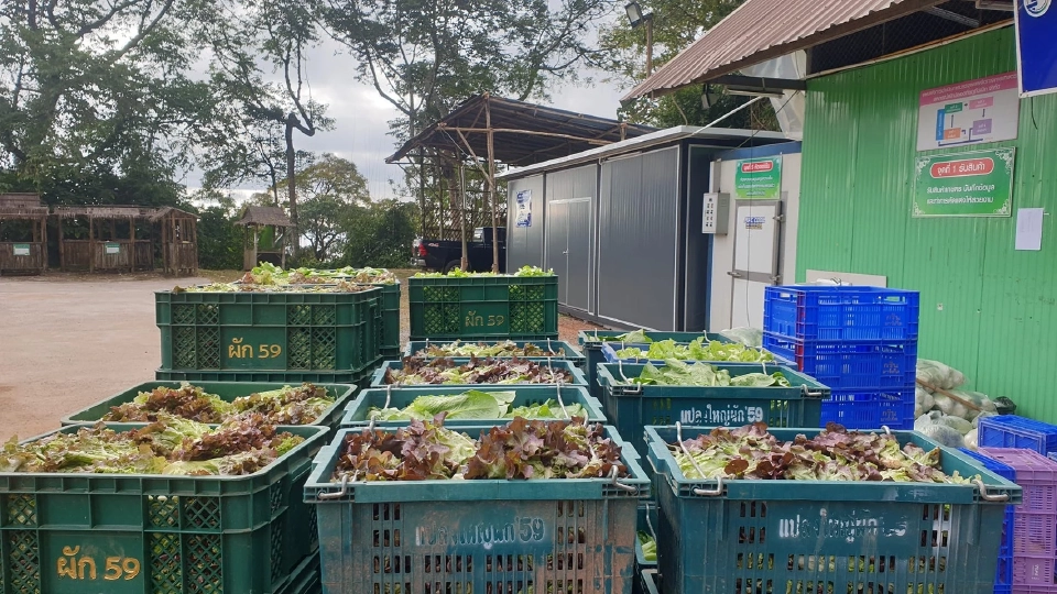 ผัก ‘ภูทับเบิก’ บุกโมเดิร์นเทรด ดัน GAP–อินทรีย์ เพิ่มมูลค่าเกษตรกรพื้นที่สูง