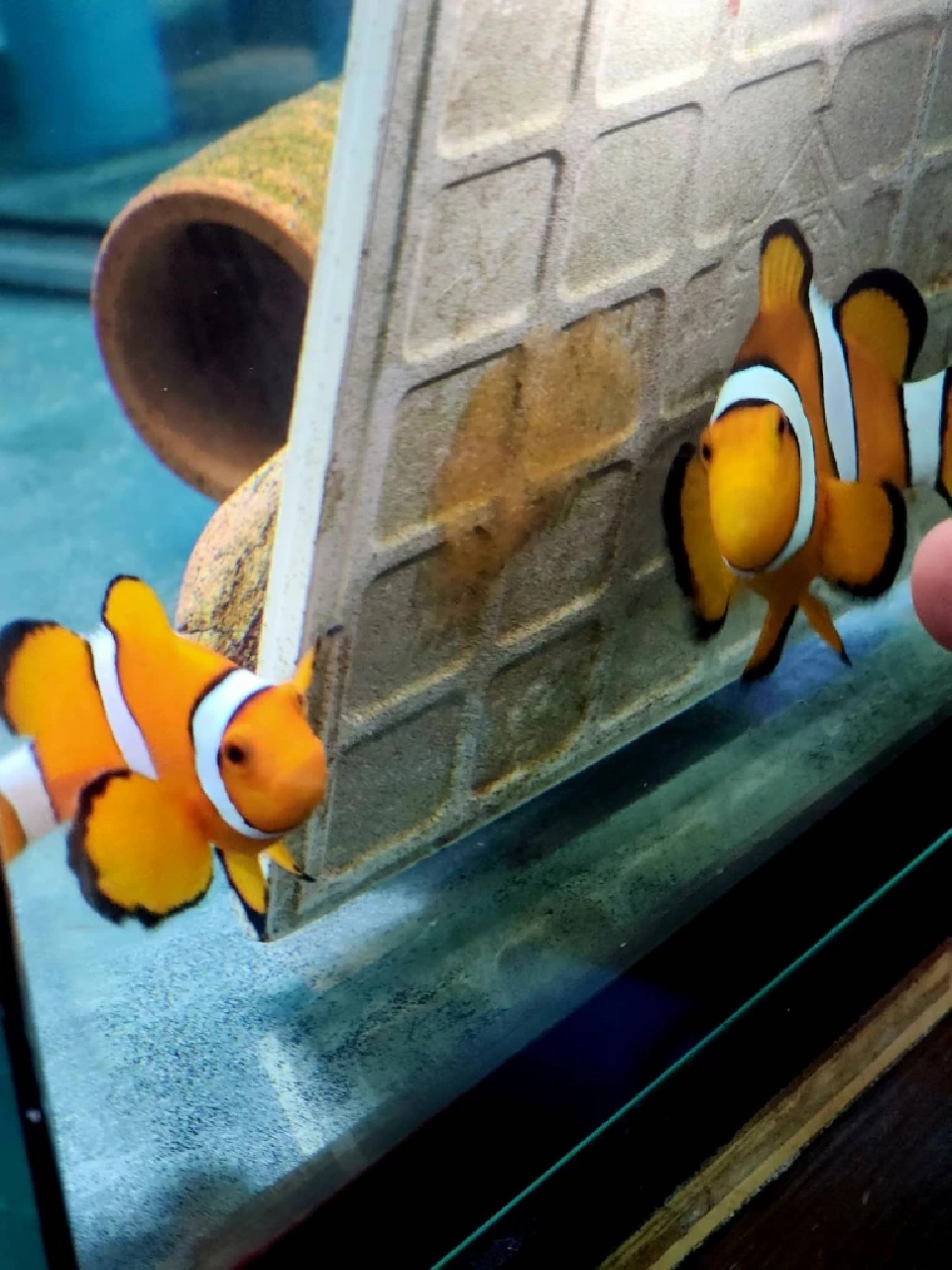 ติดเกาะสุดชิลล์ SAii Phi Phi Island Village ธรรมชาติ ‘เกาะพีพี’ฮีลใจ