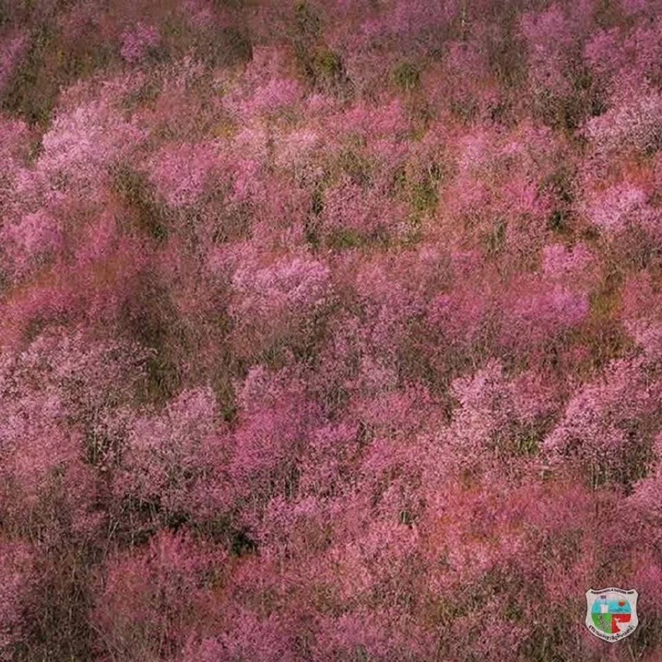 ภูลมโลวันนี้