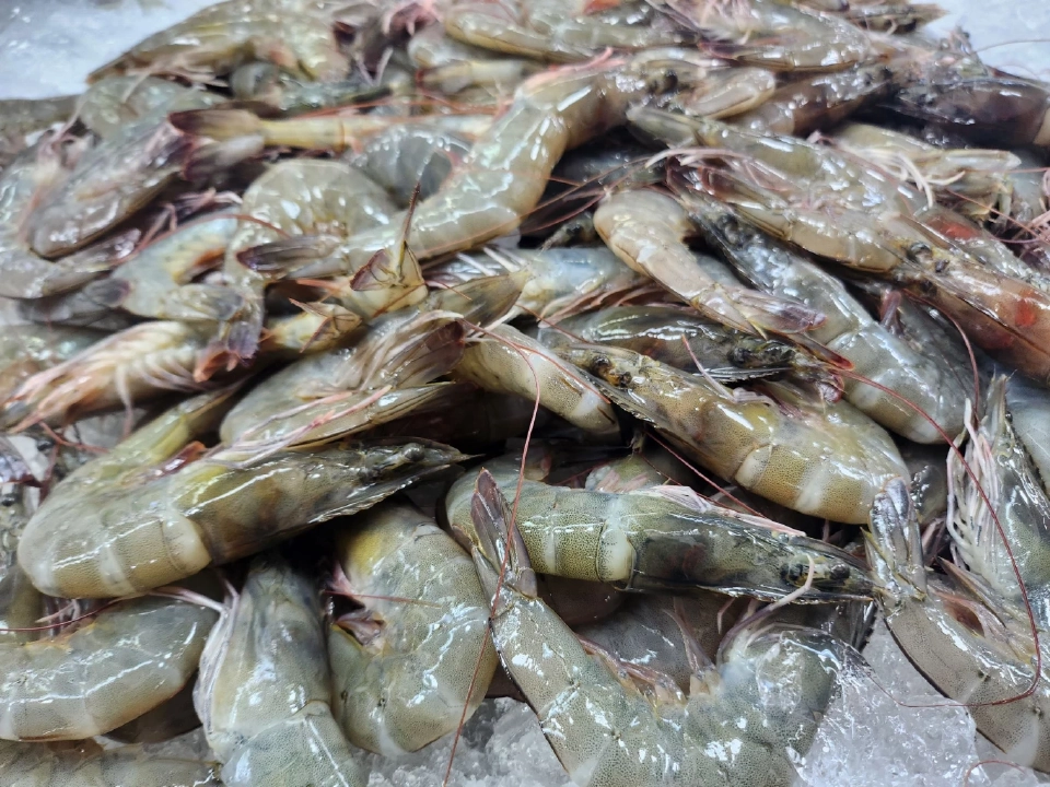 ส่งออกกุ้งไทยปี 69 ส่อฟื้นตัวแรง รับอานิสงส์สหรัฐเก็บภาษีนำเข้าอินเดียสูงปรี๊ด! ช่วยเพิ่มขีดแข่งขัน