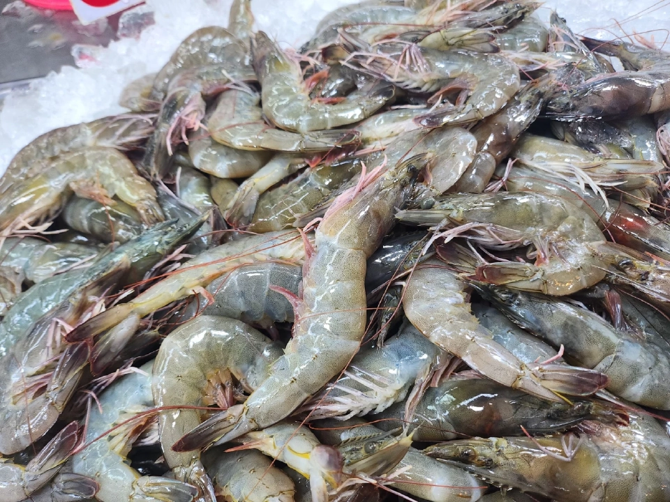 กูรูแนะเกษตรกร เลี้ยงกุ้งอย่างไร?  ให้ได้กำไรไร่ละ 5 แสนต่อรอบ