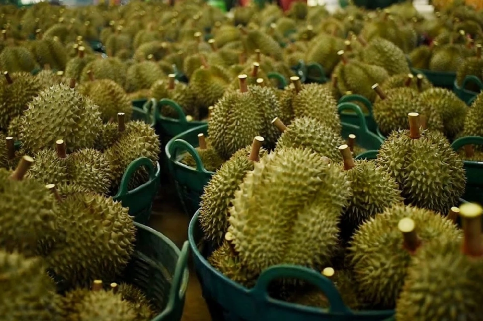 เปิดโผสินค้าเกษตร ปี 2569  ใครรุ่ง ใครร่วง  ‘ไก่-ปาล์ม-มัน-ทุเรียน’มาแรง  ‘ข้าว-ยาง’ เสี่ยง