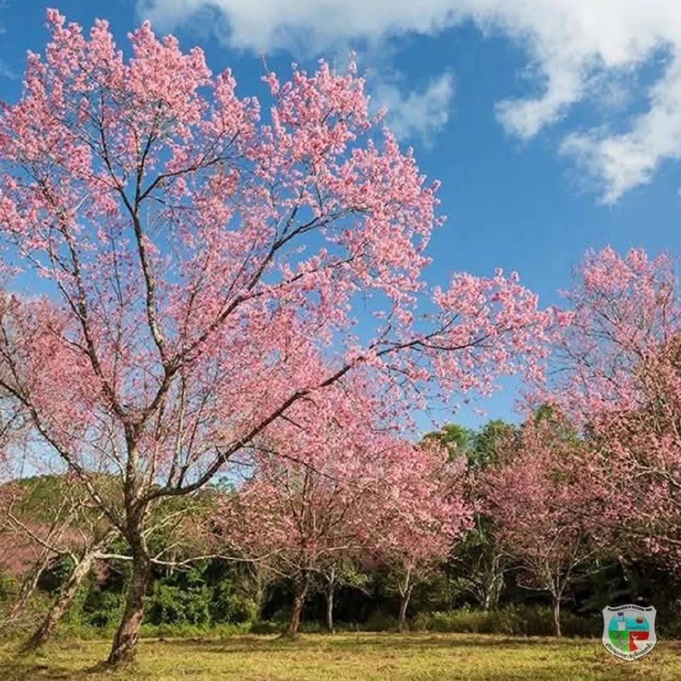 ภูลมโล วันนี้ ดอกนางพญาเสือโคร่ง บานสะพรั่ง 70% แล้ว เปิดเส้นทางขึ้นภูเที่ยวรับลมหนาว