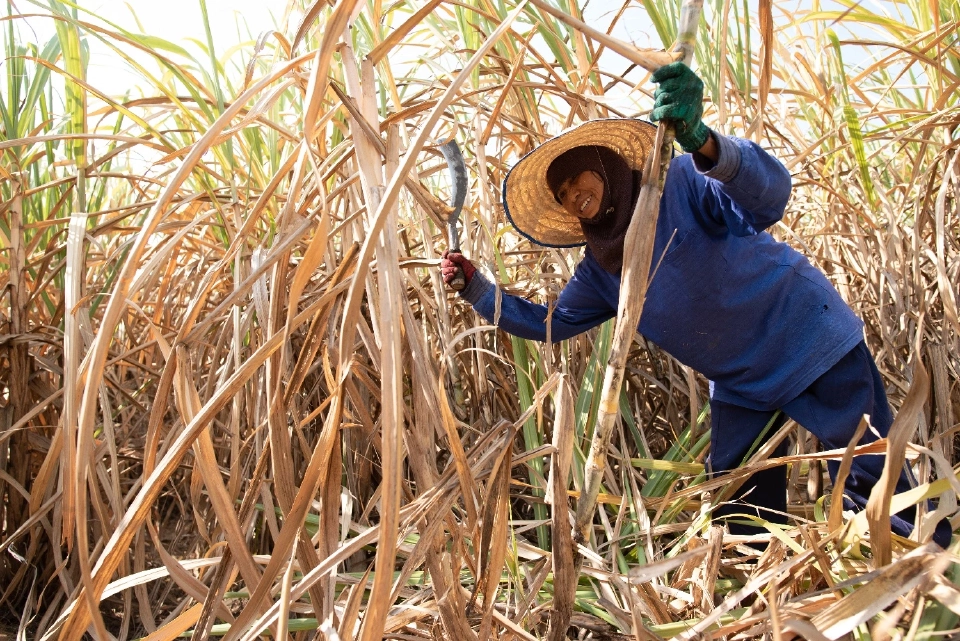อ้อยสด 99.7% สวนกระแสข้อกล่าวหา เปิดข้อมูลชี้ PM2.5 ไม่ได้มาจากไร่อ้อย