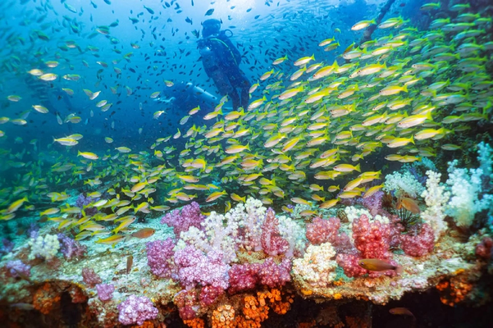 ติดเกาะสุดชิลล์ SAii Phi Phi Island Village ธรรมชาติ ‘เกาะพีพี’ฮีลใจ