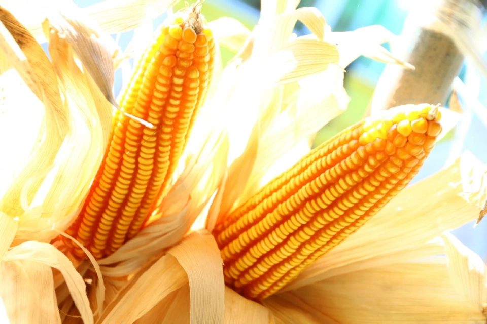 ย้ำ “อย่าเผา” เตือนเกษตรกรเตรียมพื้นที่ปลูกข้าวโพดฤดูกาลใหม่ ร่วมป้องกัน PM2.5