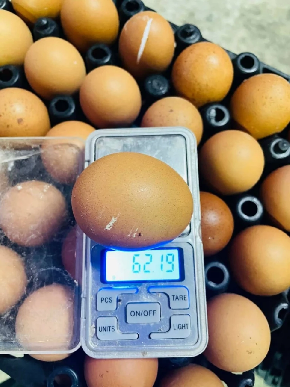 “บังจู” เผย มหาวิกฤตน้ำท่วมใต้  ฟาร์มไข่ไก่เสียหายทะลุล้านตัว ปีหน้าเสียงขาดพันธุ์สัตว์