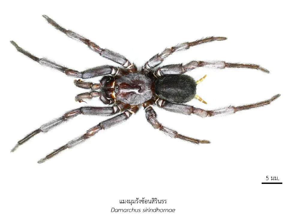 เปิด 43 สิ่งมีชีวิตใหม่ของโลก ปรากฏการณ์ใหม่ทางวิทยาศาสตร์ไทย