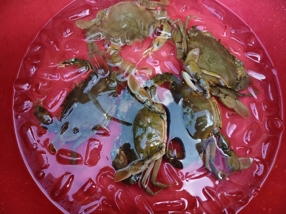 ปูขาวอินทรีย์เมืองคอน กลยุทธ์ "ลดต้นทุน-สร้างรายได้" ด้วยปลาหมอคางดำ