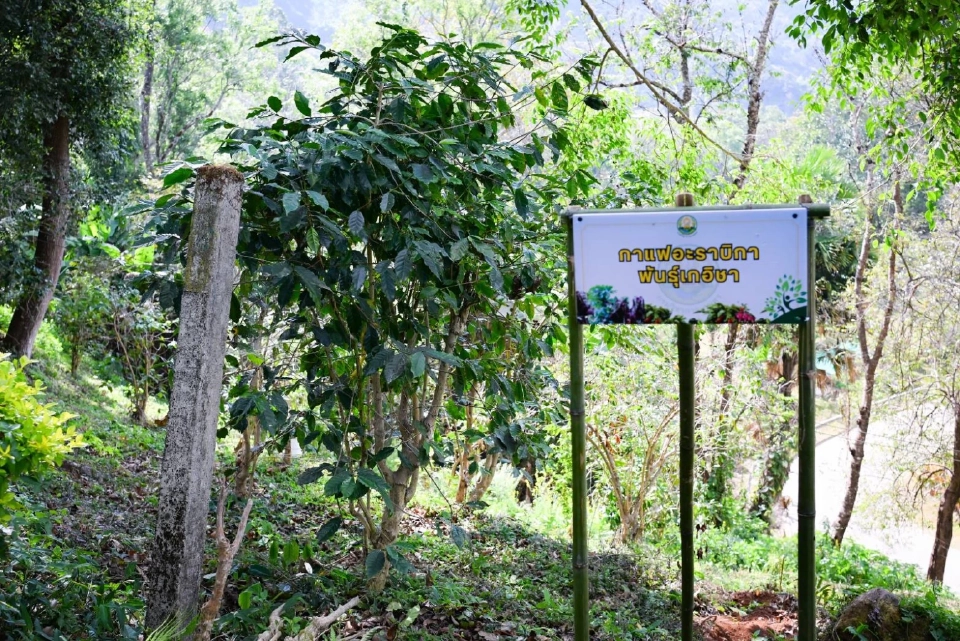 อธิบดีกรมวิชาการเกษตร "บุกเชียงราย ดัน ‘กาแฟล้านต้น’ ปั้นไทยสู่ฮับกาแฟพรีเมียมโลก