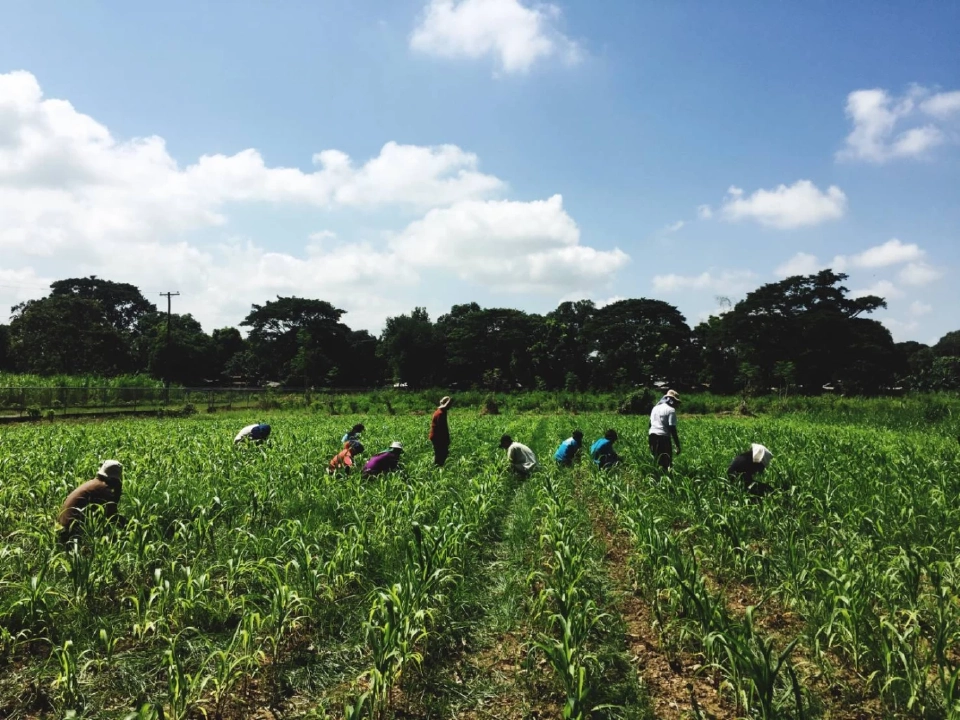 ย้ำ “อย่าเผา” เตือนเกษตรกรเตรียมพื้นที่ปลูกข้าวโพดฤดูกาลใหม่ ร่วมป้องกัน PM2.5