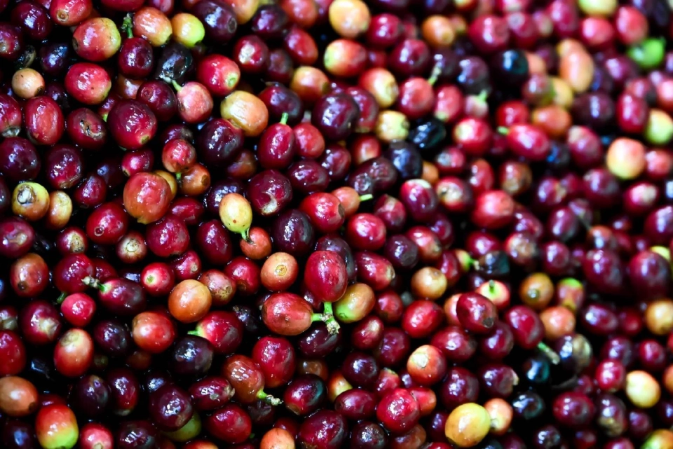 อธิบดีกรมวิชาการเกษตร เปิดท่องเที่ยวเกษตรคาร์บอนต่ำ ชมซากุระเมืองไทย