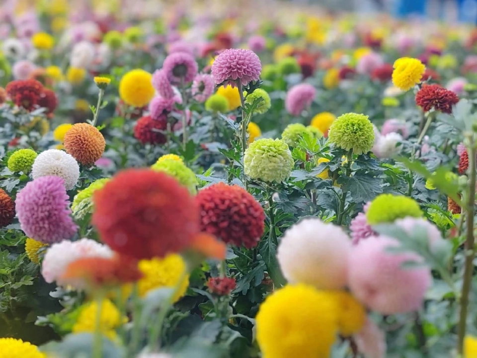 บานสะพรั่ง'เชียงรายดอกไม้งาม' ละลานตาทุ่งดอกไม้ เที่ยวเชียงราย ชิลล์ๆรับลมหนาว