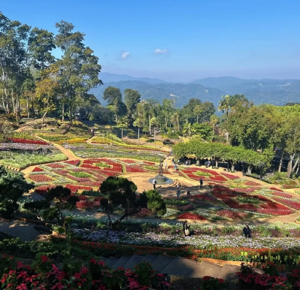 บานสะพรั่ง'เชียงรายดอกไม้งาม' ละลานตาทุ่งดอกไม้ เที่ยวเชียงราย ชิลล์ๆรับลมหนาว