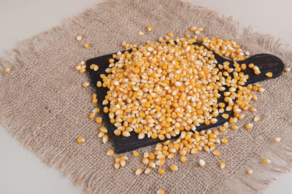 พาณิชย์ คลอดกฎคุมเข้มนำเข้าข้าวโพด–ข้าวสาลี 'ปลอดการเผา' ลด PM2.5