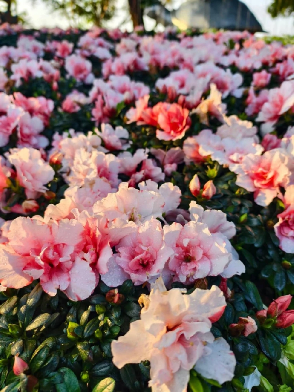 บานสะพรั่ง'เชียงรายดอกไม้งาม' ละลานตาทุ่งดอกไม้ เที่ยวเชียงราย ชิลล์ๆรับลมหนาว