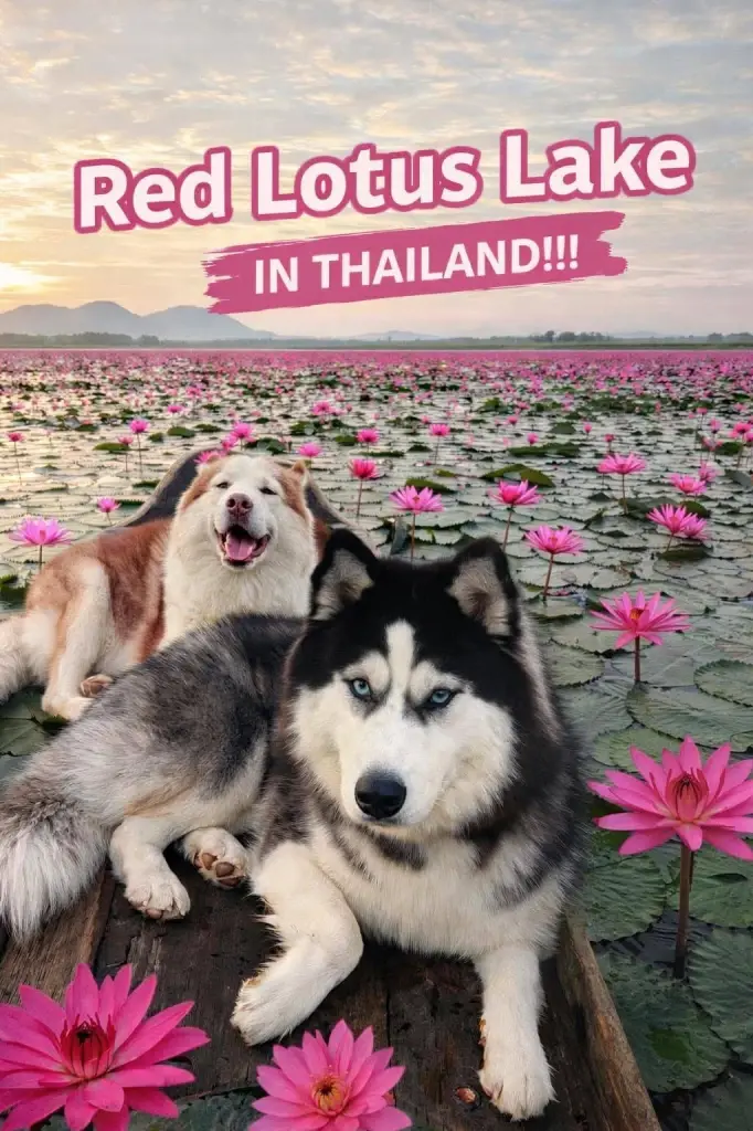 ดราม่ามีม ‘ลิซ่า’ ทะเลบัวแดง อุดรธานี สนั่นโซเชียล ททท.มองบวก ยันไม่ได้ใช้ AI ทำภาพ