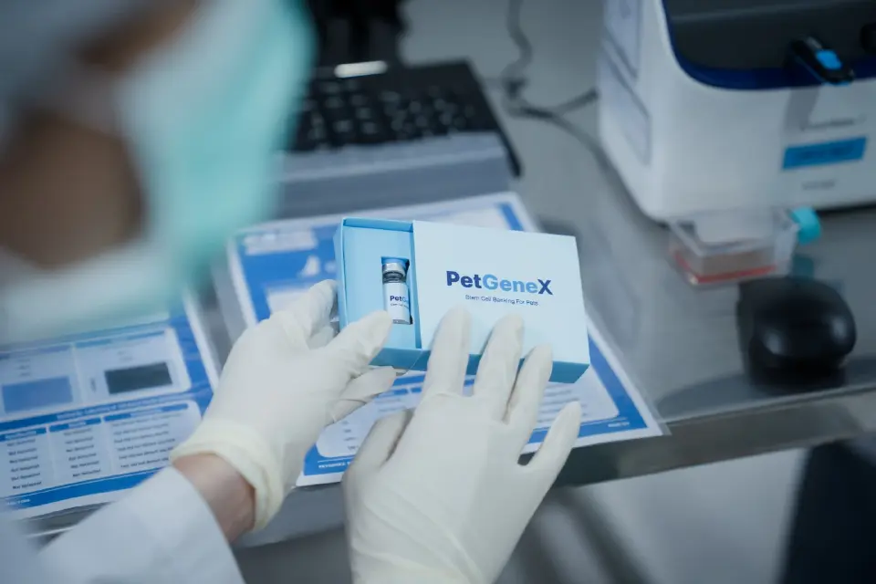 ครั้งแรกในไทย 'สเต็มเซลล์' นวัตกรรมสำหรับสัตว์เลี้ยง