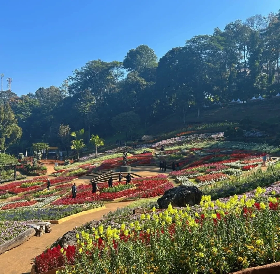 เทศกาลสีสันแห่งดอยตุง 