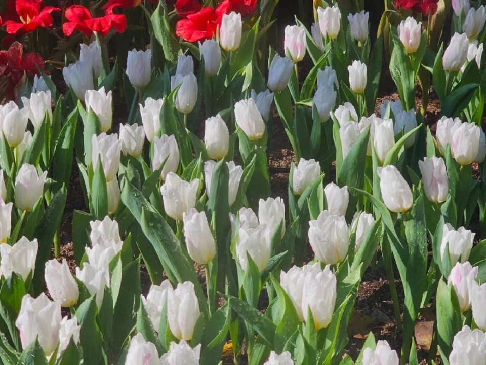 บานสะพรั่ง'เชียงรายดอกไม้งาม' ละลานตาทุ่งดอกไม้ เที่ยวเชียงราย ชิลล์ๆรับลมหนาว