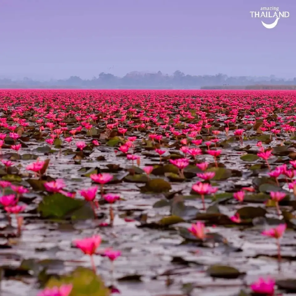 ทะเลบัวแดง อุดรธานี