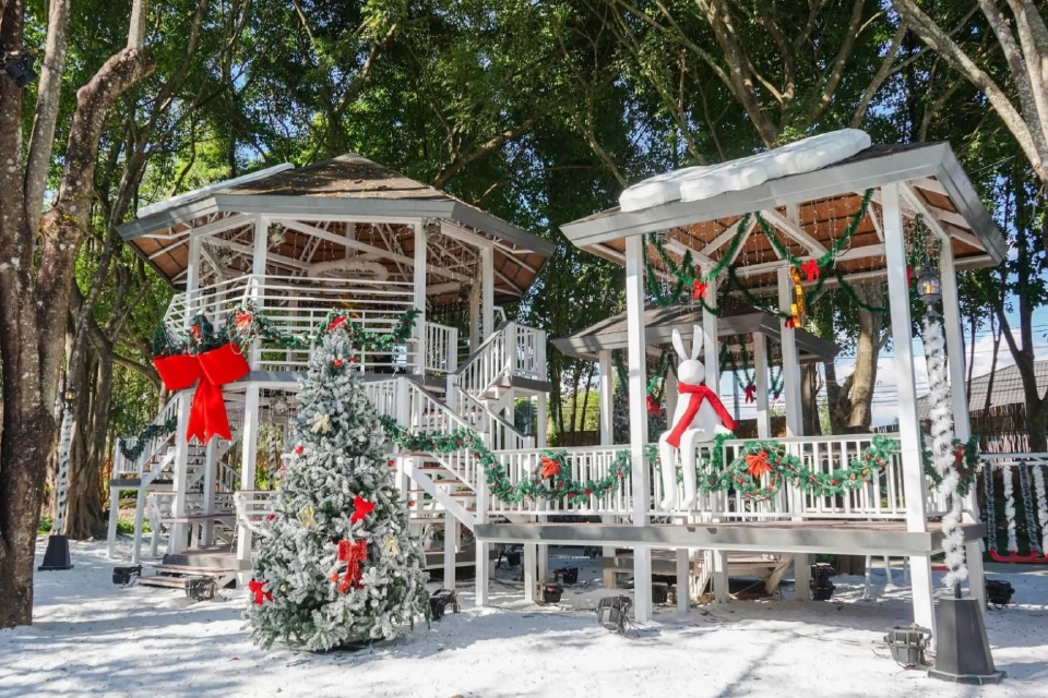 บานสะพรั่ง'เชียงรายดอกไม้งาม' ละลานตาทุ่งดอกไม้ เที่ยวเชียงราย ชิลล์ๆรับลมหนาว