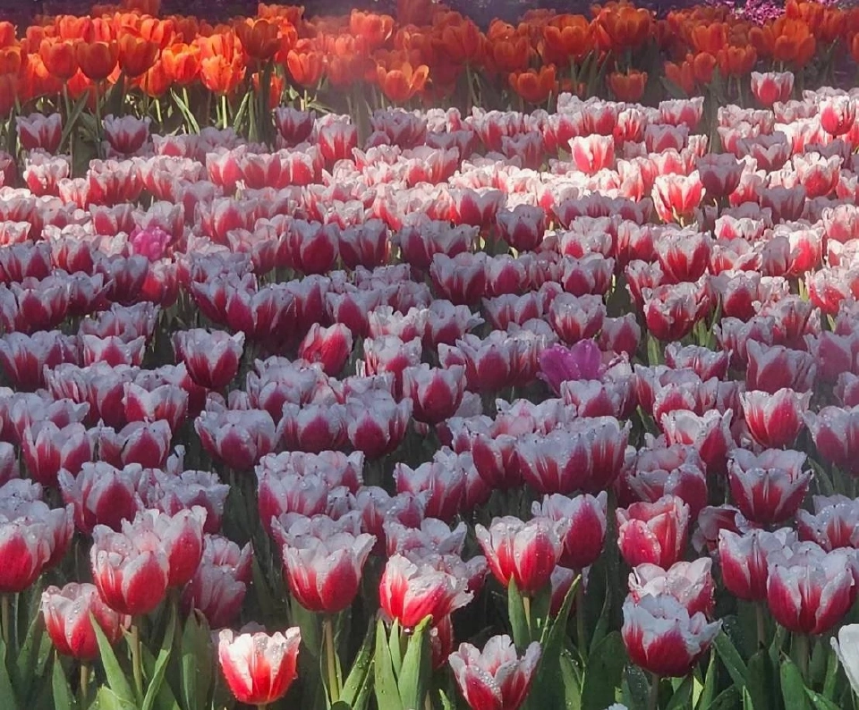 บานสะพรั่ง'เชียงรายดอกไม้งาม' ละลานตาทุ่งดอกไม้ เที่ยวเชียงราย ชิลล์ๆรับลมหนาว