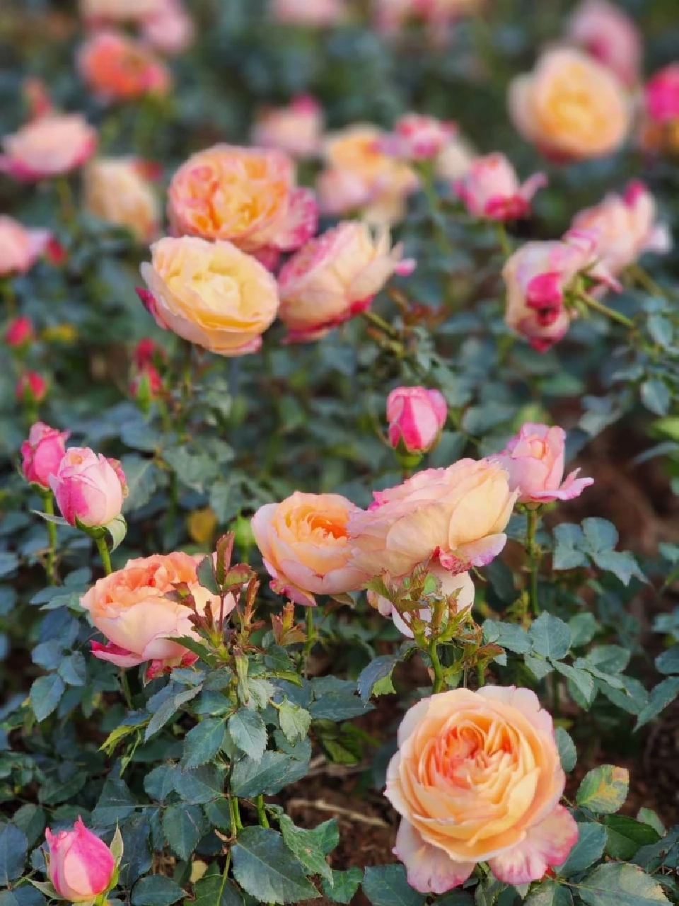 บานสะพรั่ง'เชียงรายดอกไม้งาม' ละลานตาทุ่งดอกไม้ เที่ยวเชียงราย ชิลล์ๆรับลมหนาว