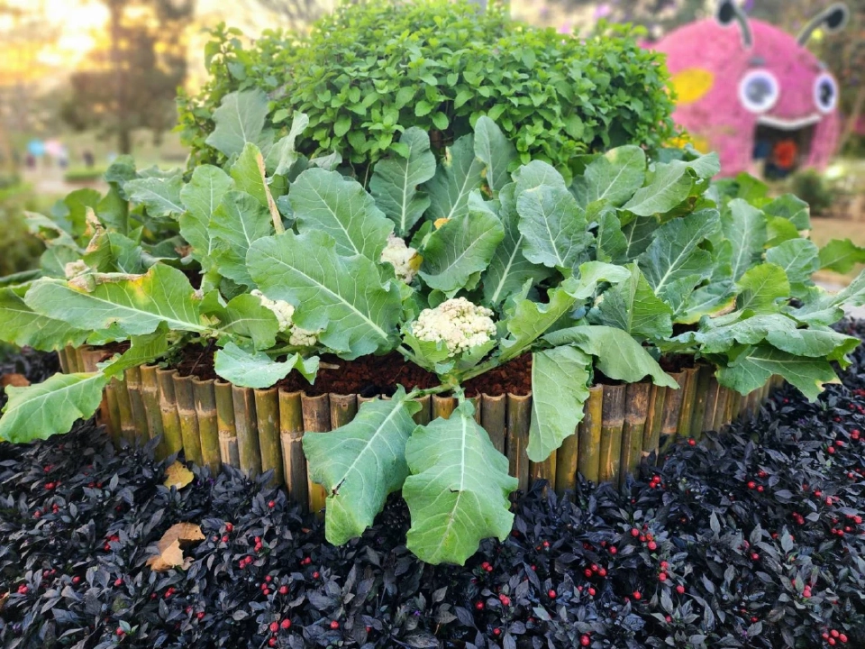 บานสะพรั่ง'เชียงรายดอกไม้งาม' ละลานตาทุ่งดอกไม้ เที่ยวเชียงราย ชิลล์ๆรับลมหนาว