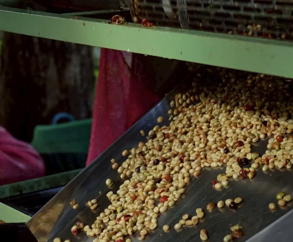 ภาวะโลกร้อนดันต้นทุนกาแฟพุ่ง หลังอากาศเปลี่ยนกระทบผลผลิต